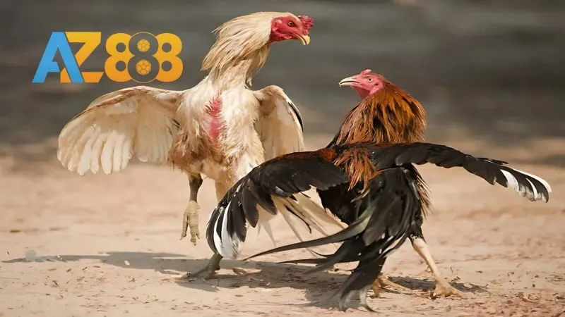 Cập nhật giải mới mỗi ngày