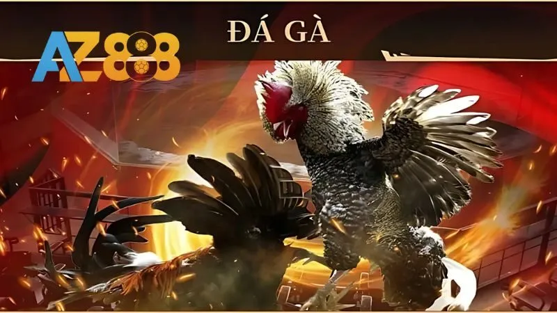Sơ lược về đá gà AZ888