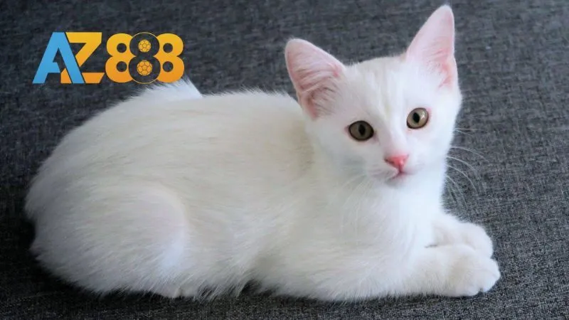 Top các giấc mơ thấy mèo khác hiện nay